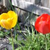 Spring 2019 at 585 W Erie Street