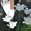 Spring 2019 at 585 W Erie Street
